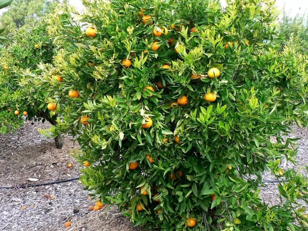 Planter et cultiver le tangor