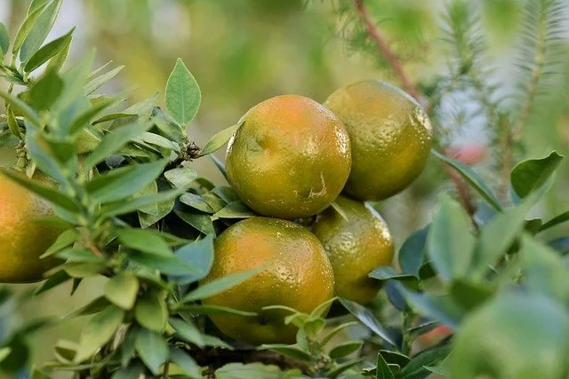 Planter et cultiver le pamplemousse