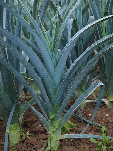 Planter et cultiver le poireau