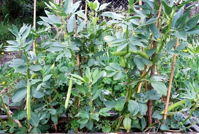 Planter et cultiver les fèves
