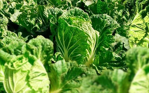 Planter et cultiver le Pet Saï