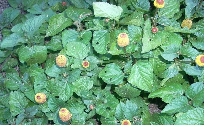 Planter et cultiver le brède mafane