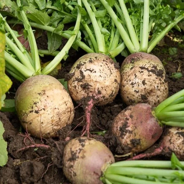 Planter et cultiver le radis red meat