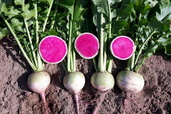 Composition Soubik - Semaine 29 2024