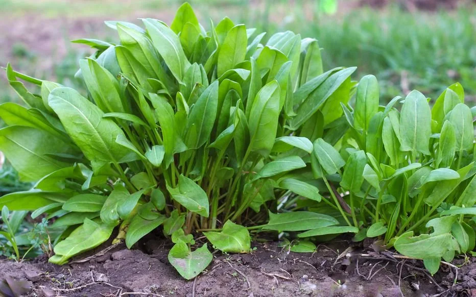 Composition Soubik - Semaine 30 2024