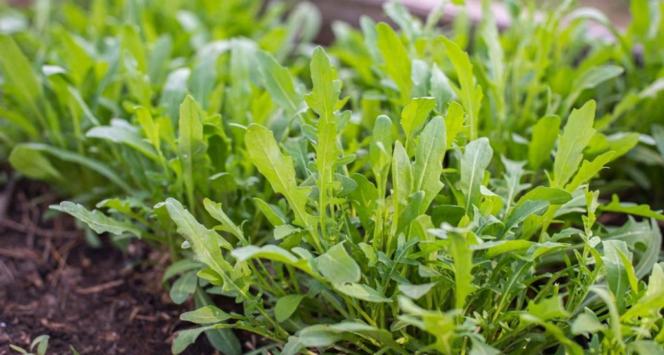 Composition Soubik - Semaine 31 2024