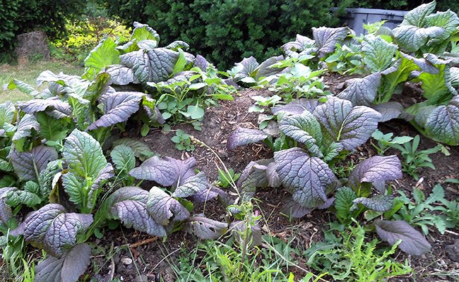 Planter et cultiver le brède moutarde