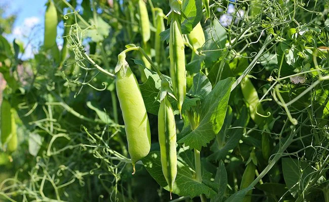 Planter et cultiver le pois mange-tout