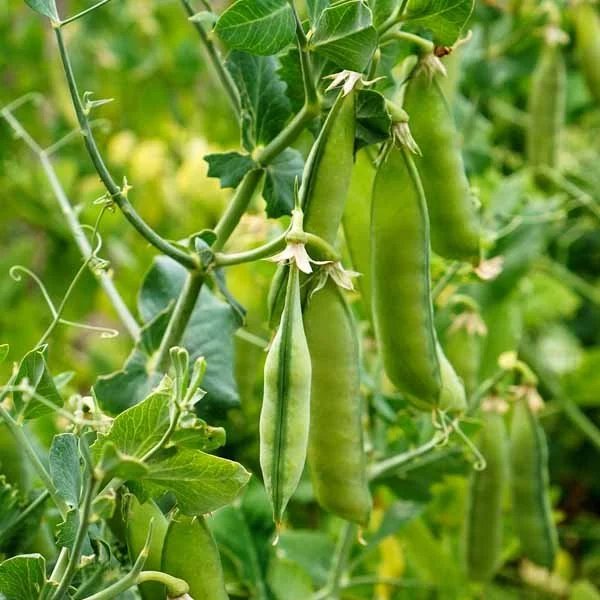 Composition Soubik - Semaine 34 2024