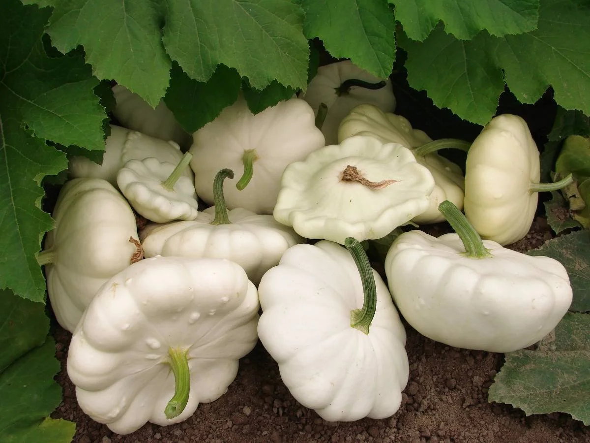 Composition Soubik - Semaine 35 2024