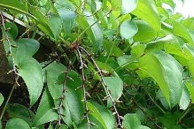 Planter et cultiver le cambarre blanc