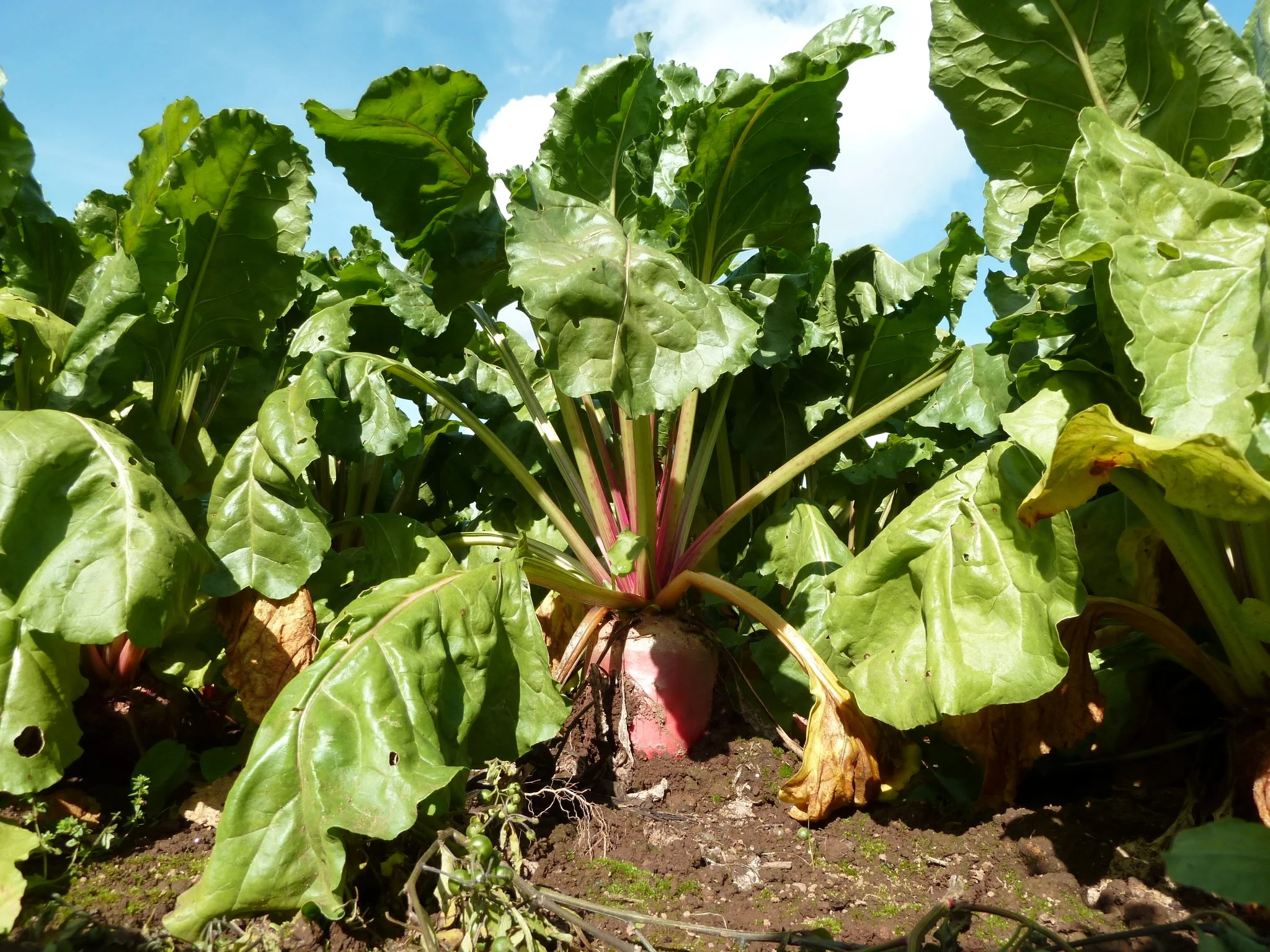 Planter et cultiver la betterave blanche