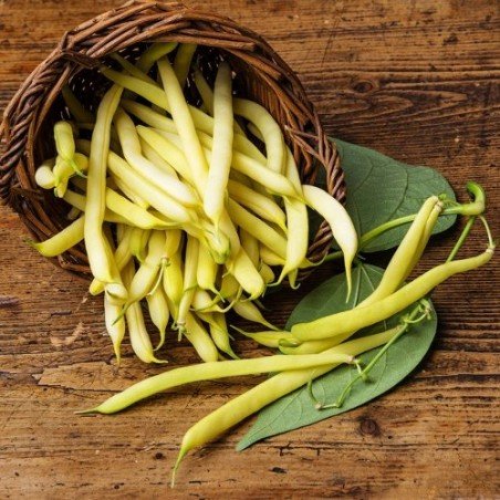 Le haricot beurre