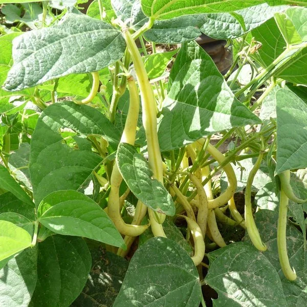 Planter et cultiver le haricot beurre