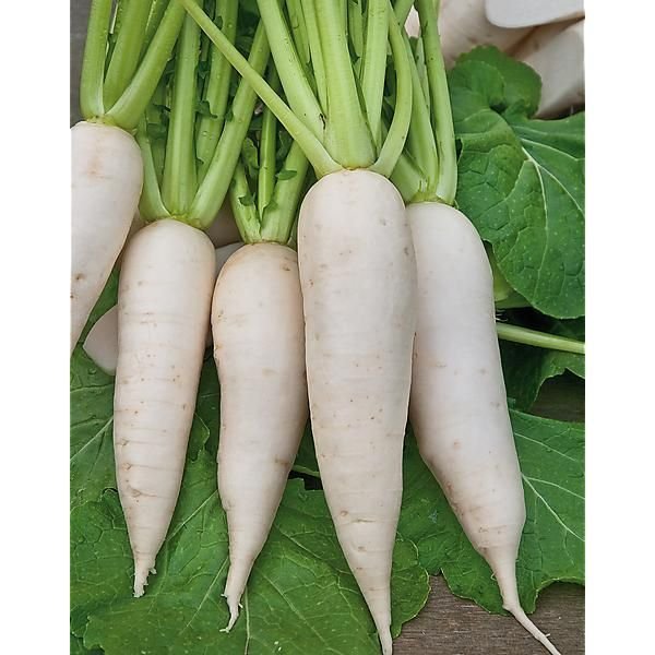 Composition Soubik - Semaine 46 2024