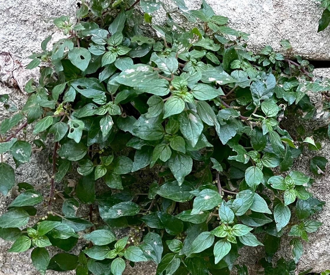 Composition Soubik - Semaine 49 2024