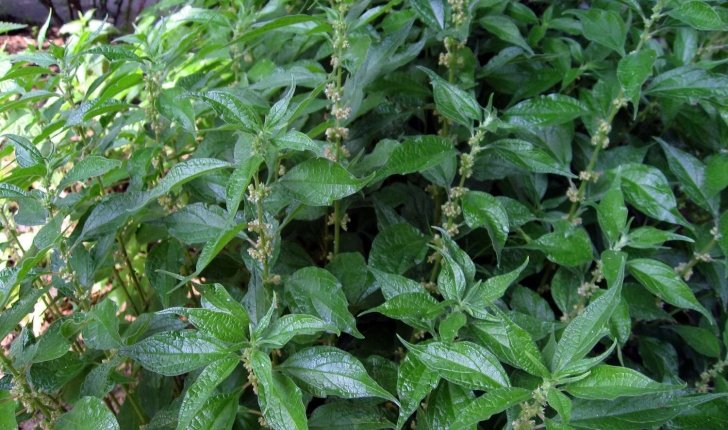 Planter et cultiver le brède pariétaire