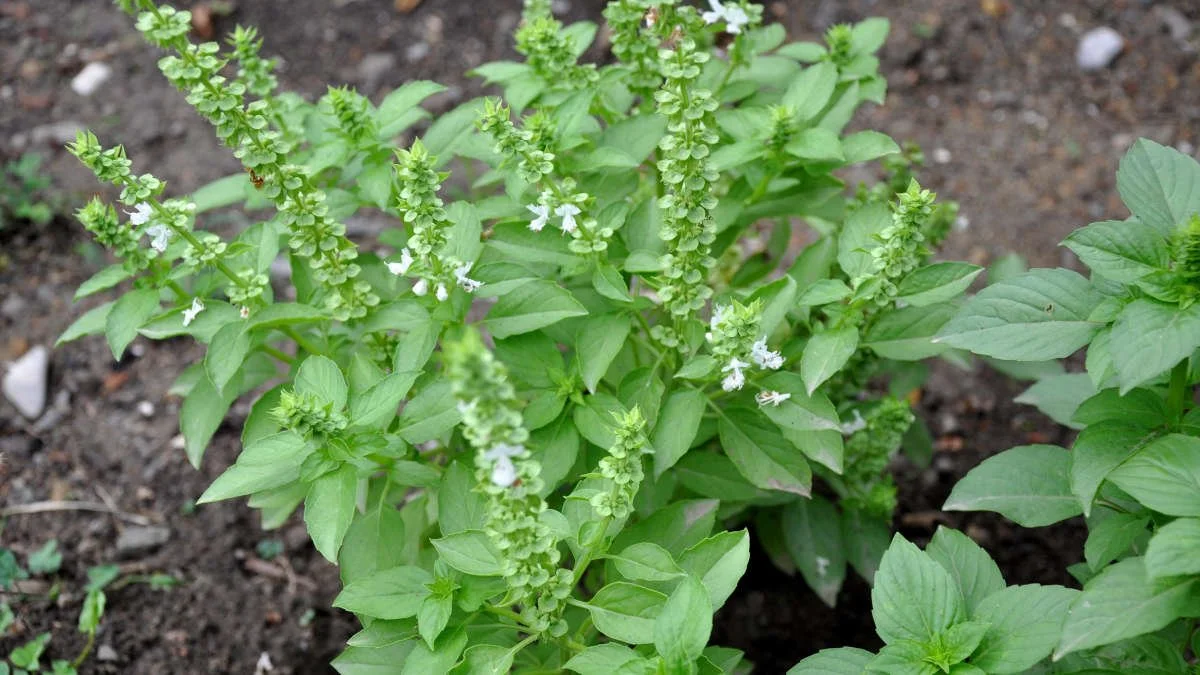 Planter et cultiver le basilic