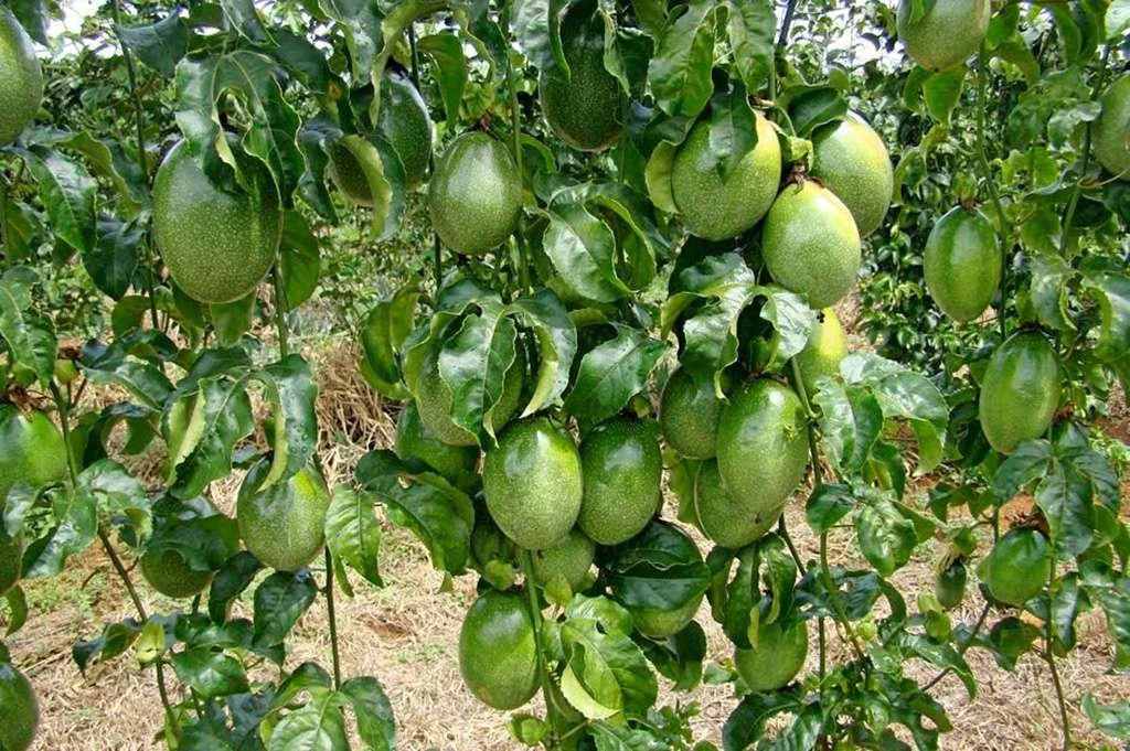 Planter et cultiver le fruit de la passion