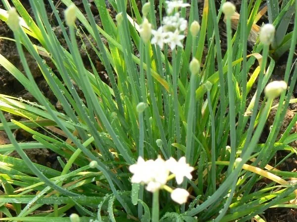 Planter et cultiver la ciboule