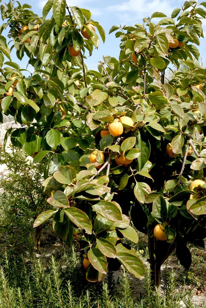 Planter et cultiver le kaki