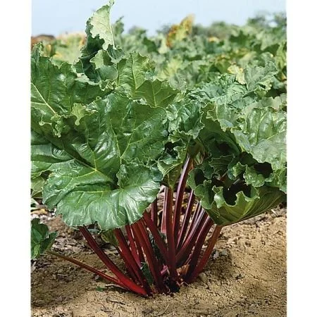Planter et cultiver la rhubarbe