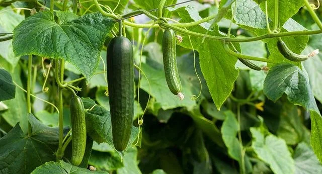 Planter et cultiver le concombre