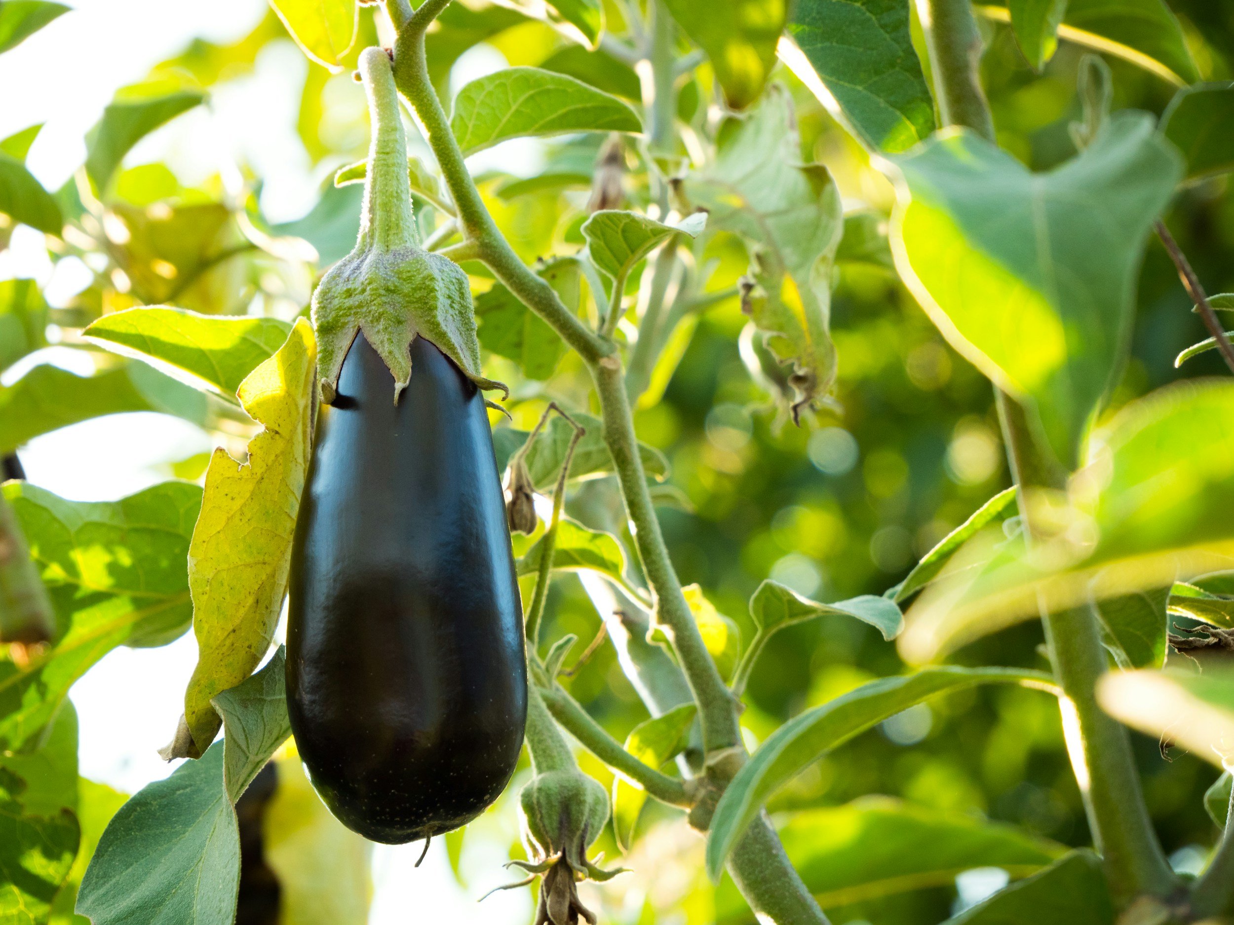 Planter et cultiver l'aubergine