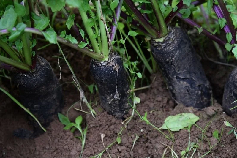 Planter et cultiver le radis noir