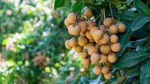 Composition Soubik - Semaine 06 2026