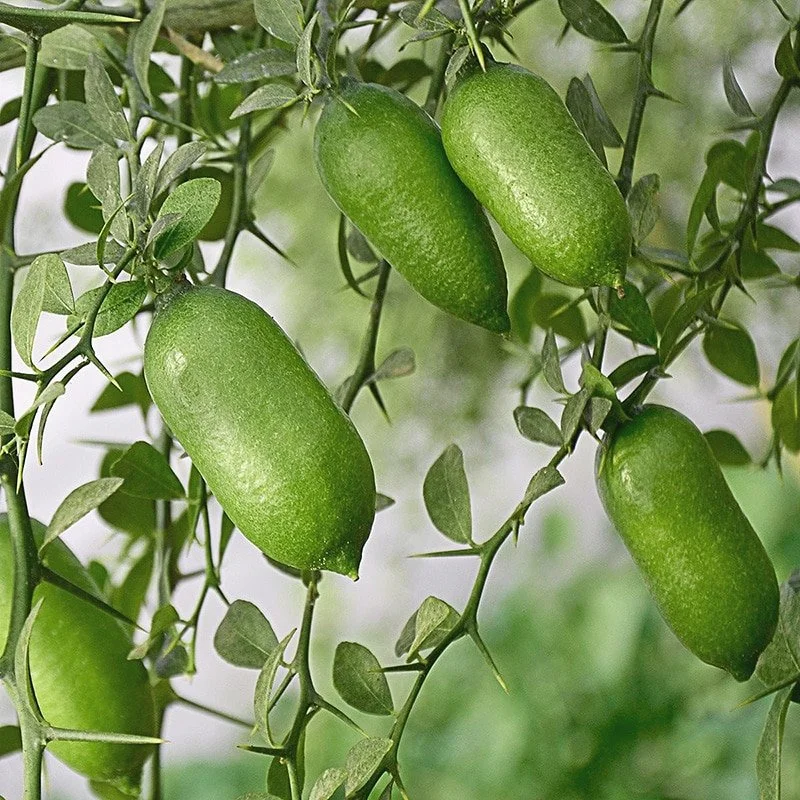 Composition Soubik - Semaine 10 2026