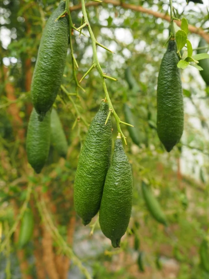Planter et cultiver le citron caviar