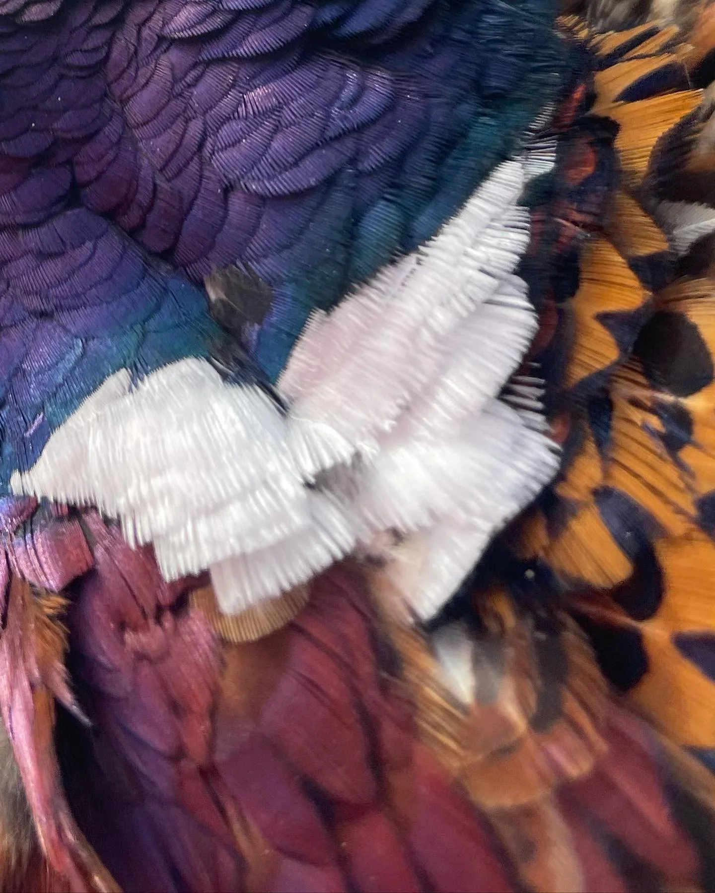 Wet Spot Liquor On Mile Marker 69: North Dakota Pheasant Hunt