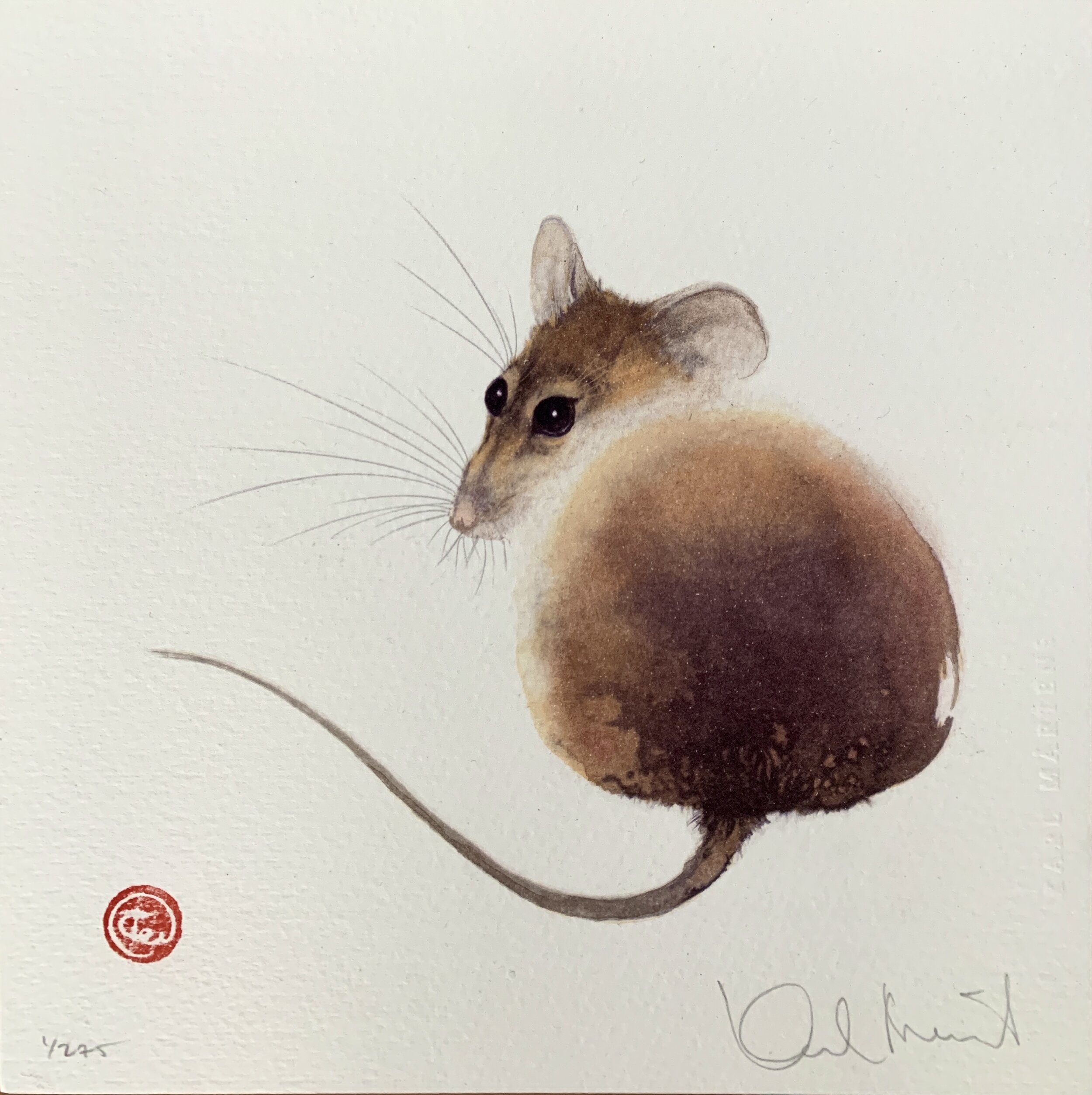 Sue Drawing Field Mouse  Christina French