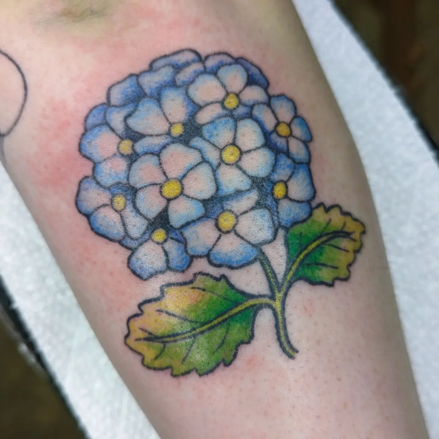 #HANDPOKED big blue hydrangea for sam ☀️
all done dot by dot, no machine ✨

for the curious, this was done over two sessions, maybe 4 hours total

#handpokedtattoo #handpoke #sticknpoke
#stickandpoke #machinefreetattoo #machinefree 
#queerartist #que