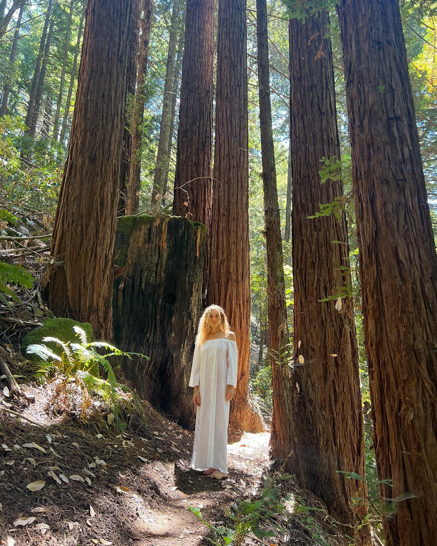 forever inspired by the majestic and powerful presence of the redwoods, they remind me of my connection to the world around me &mdash; both above and below. 

this tree is a symbol of protection, balance, and healing. it is believed that the redwood 