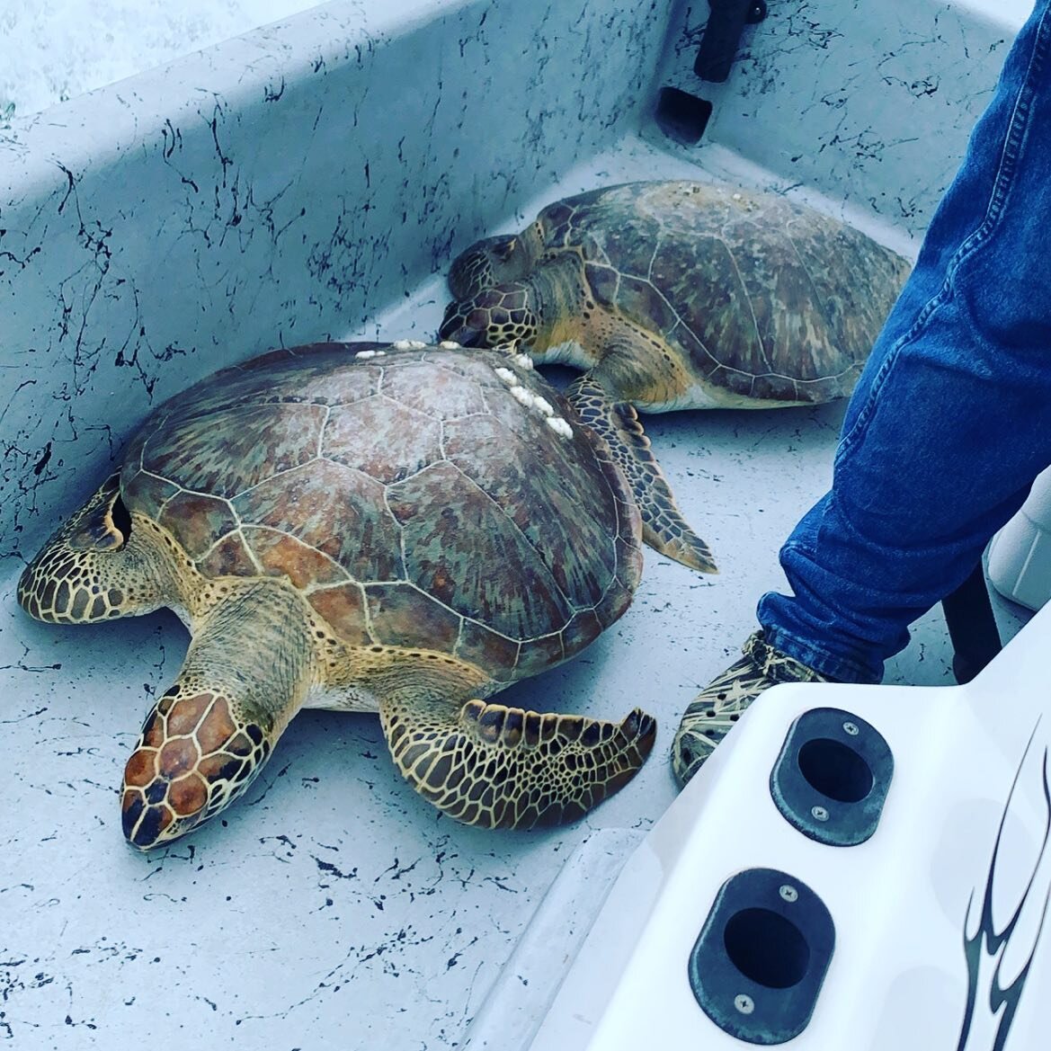 Jimmy, Mason and Trent Simmons rescued  some sea turtles today. 

https://www.facebook.com/ARKWildlifeRehab/