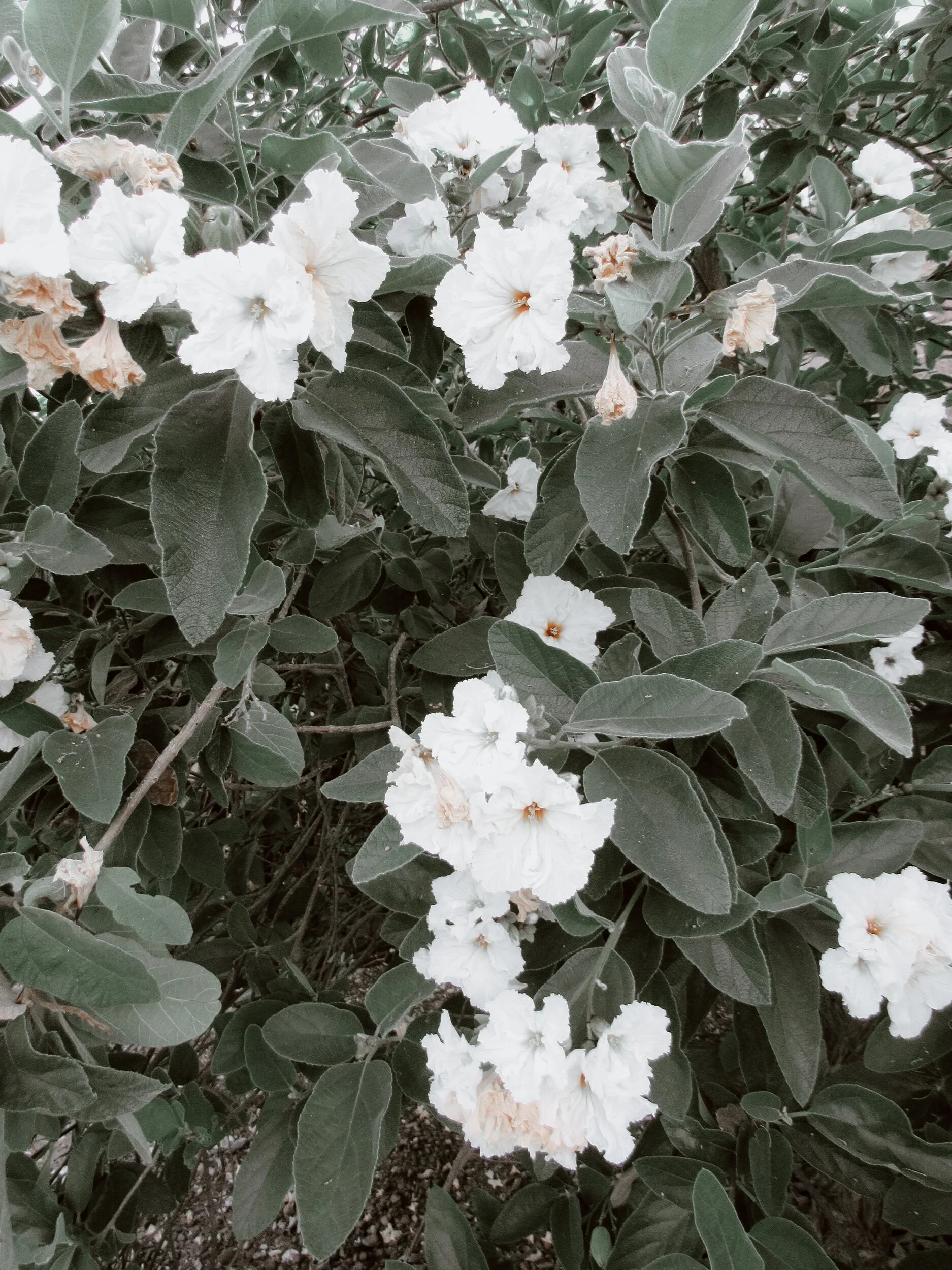 38102256_Unknown.jpeg