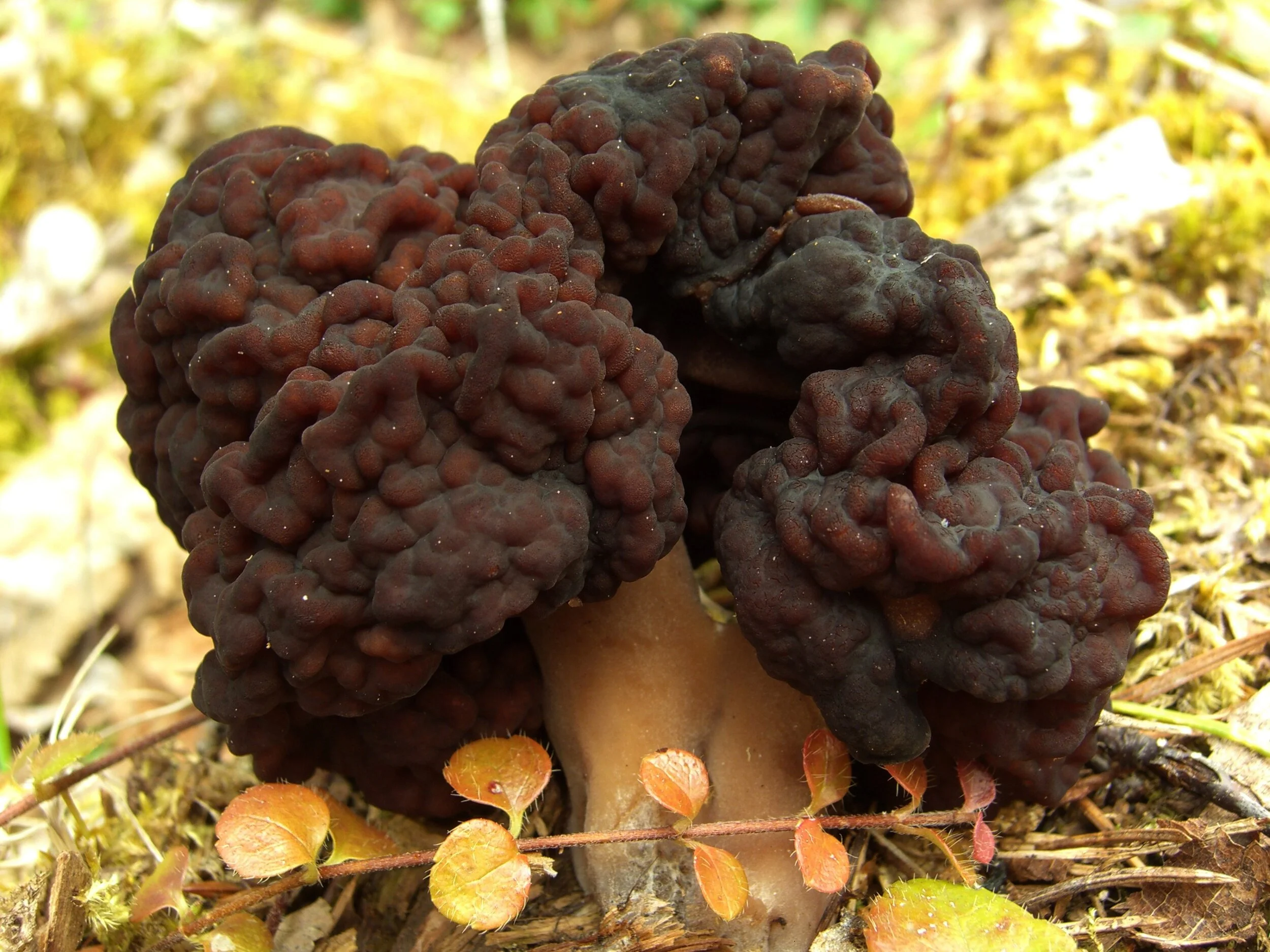 Gyromitra species — URBAN MUSHROOMS