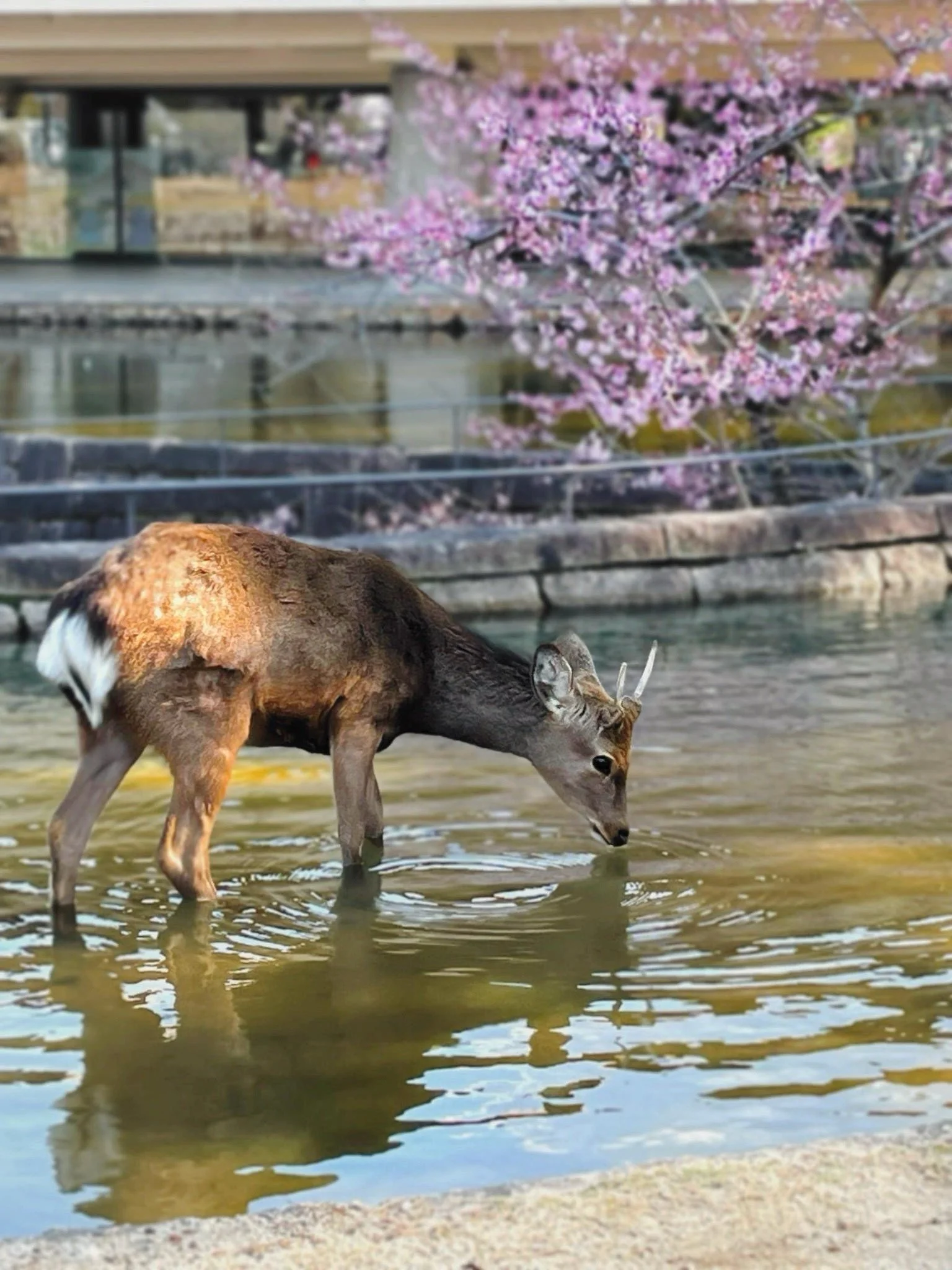 individual therapy in seattle, wa and portland, or with a licensed mental health counselor