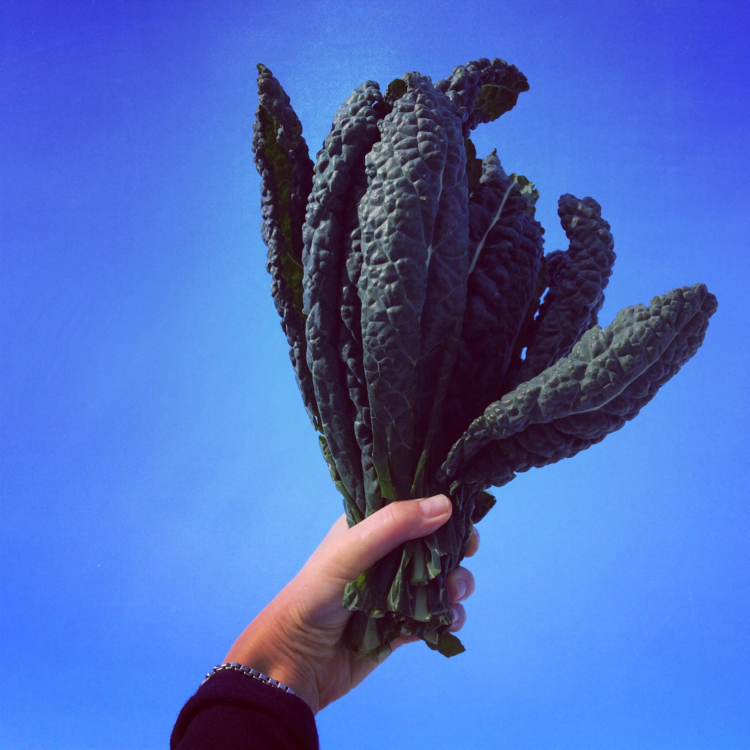 Kale Revolution