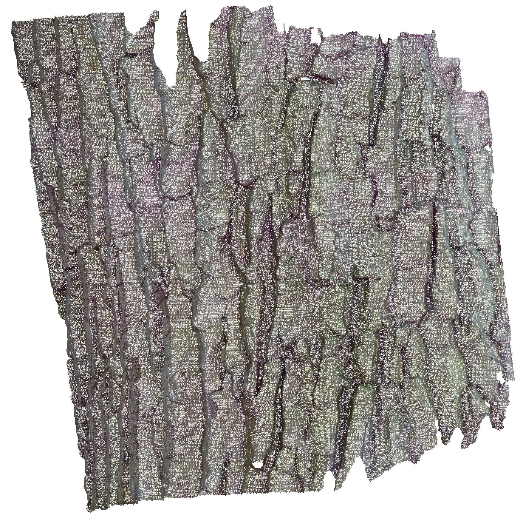 Cottonwood-Colour Wireframe_01.JPG