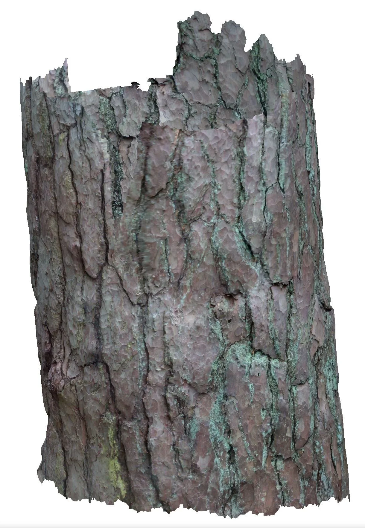 Red Pine-Colour_01.JPG