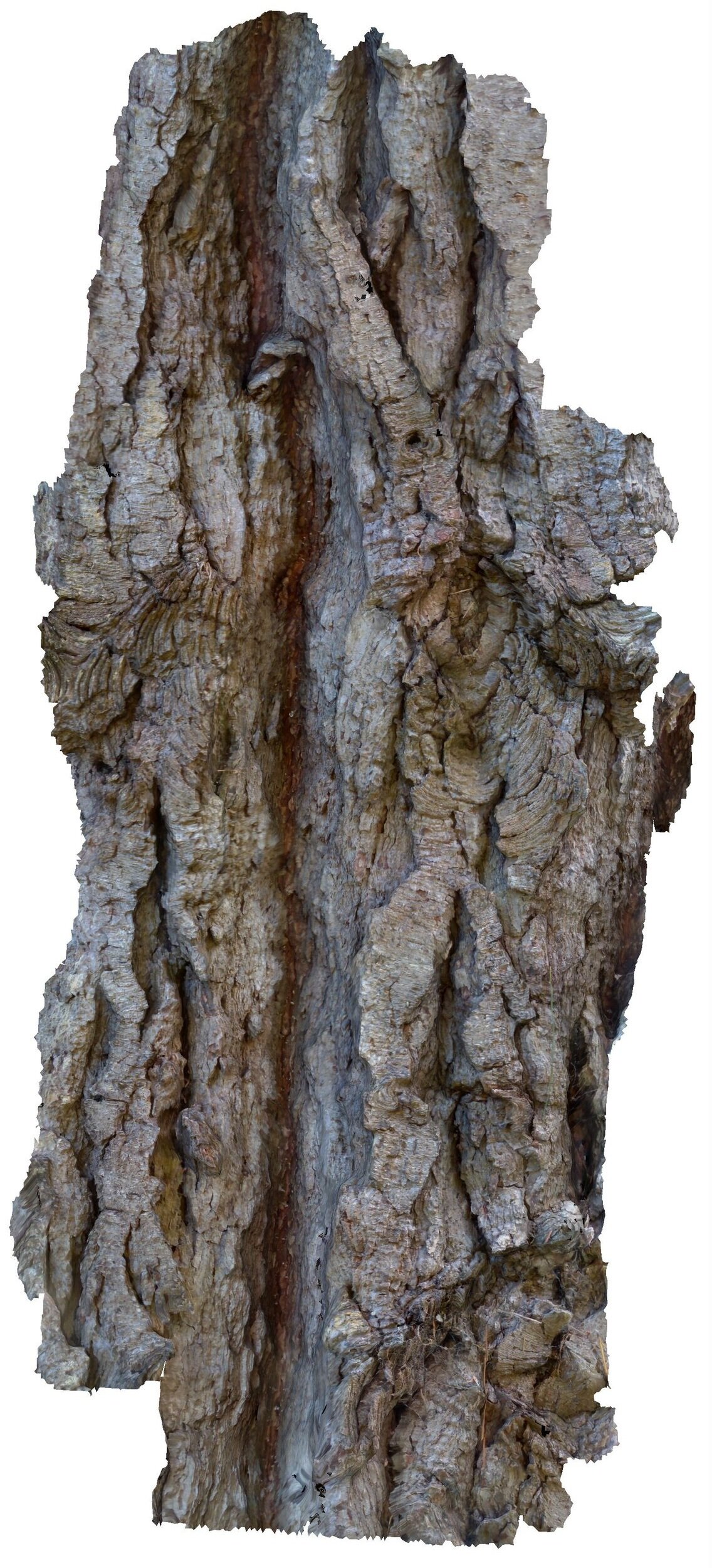 Maritime+Pine-Colour_01.jpg