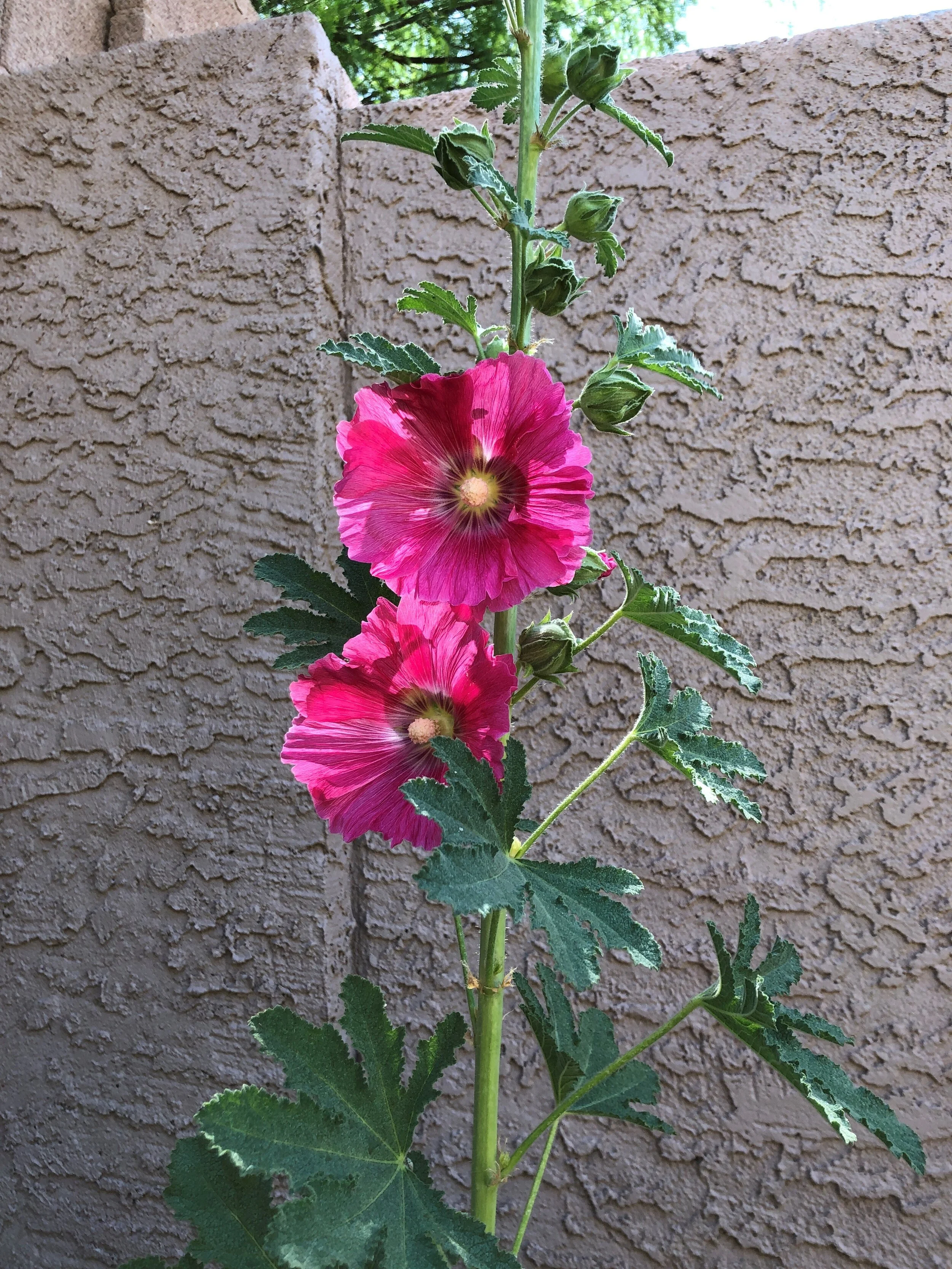 hollyhock 2 may 2021.jpg