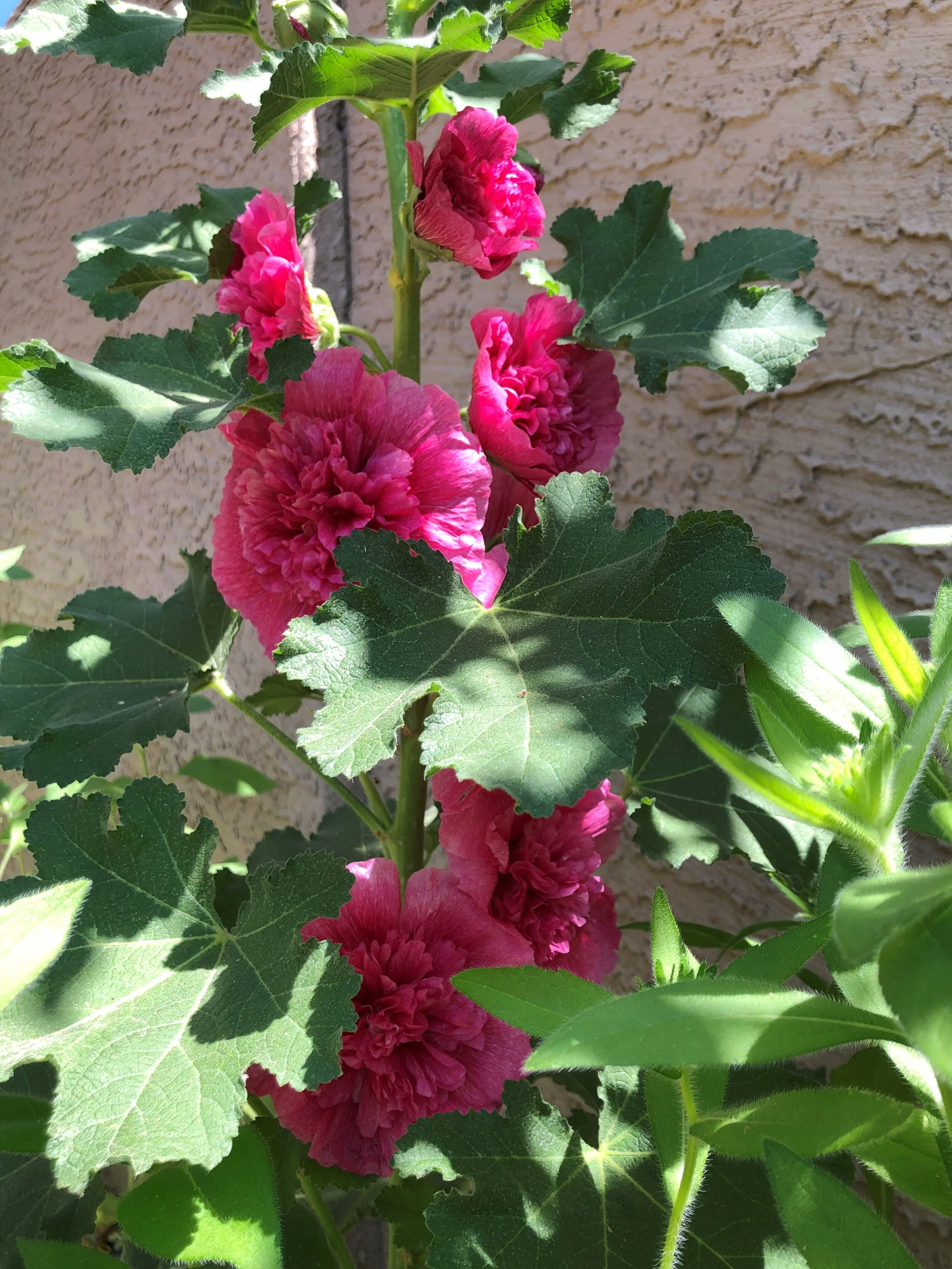 hollyhock 3 may 2021.jpg