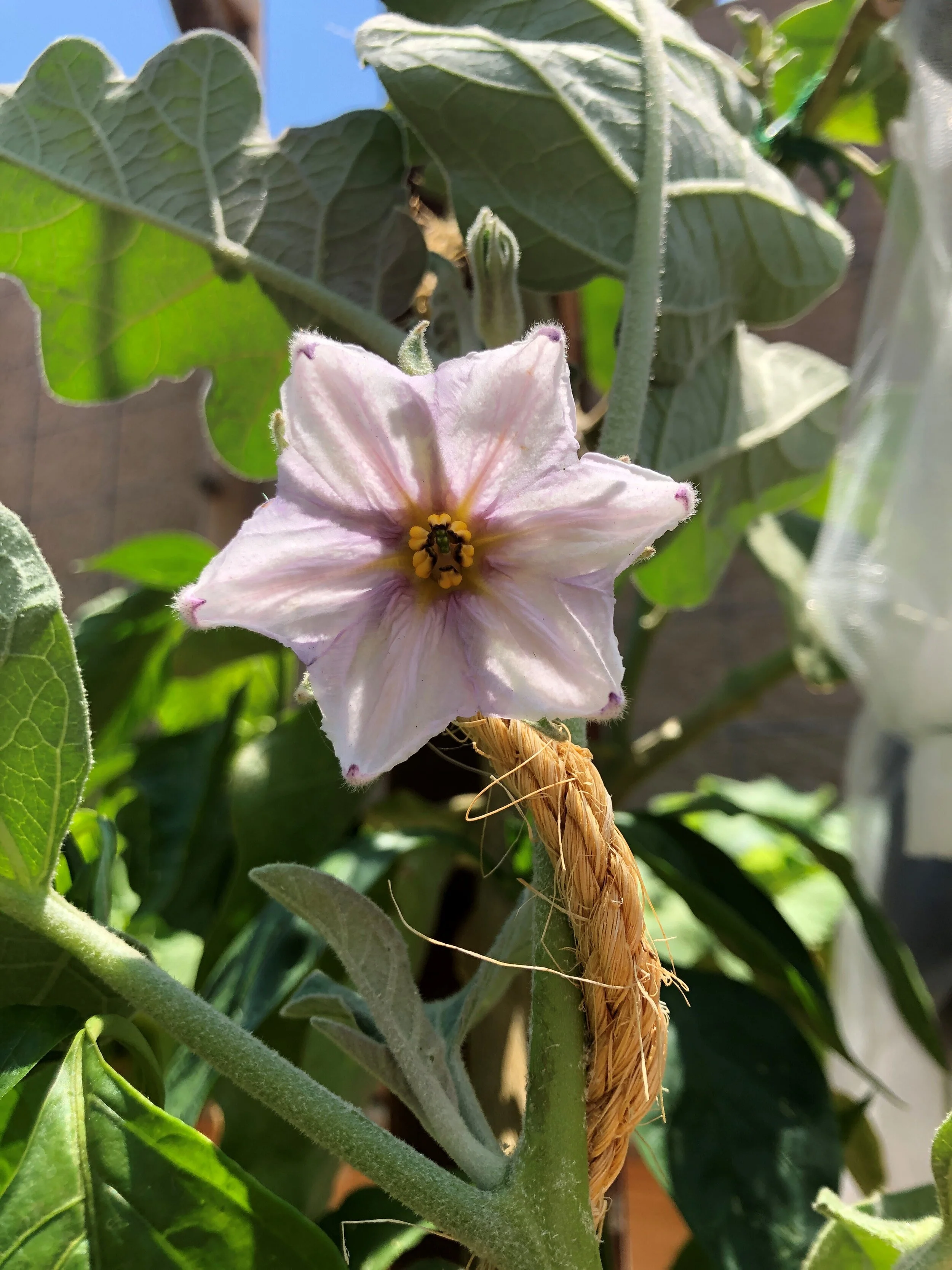 eggplant bloom june 2021.jpg