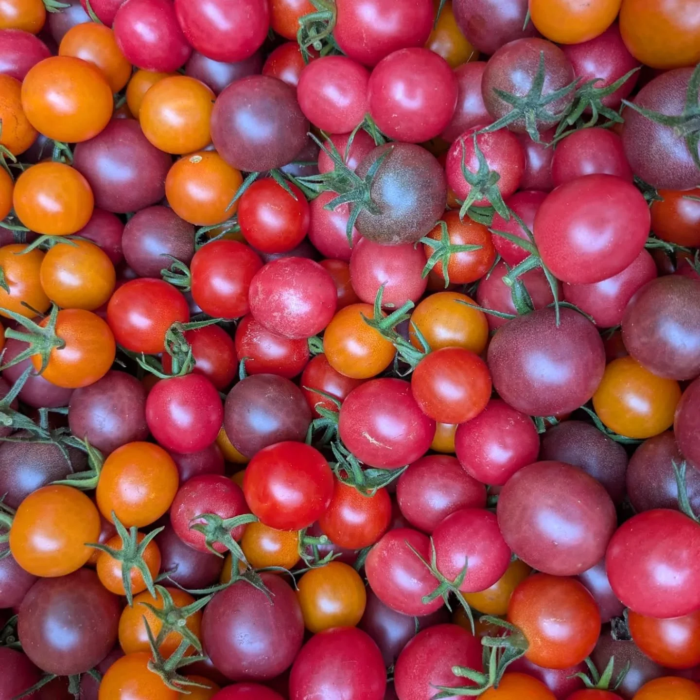 Happy September! Cherry tomatoes are going strong. Thank goodness for audiobooks &amp; knee pads. So many hours picking these days 😀 

Oh and baby is starting to crawl!