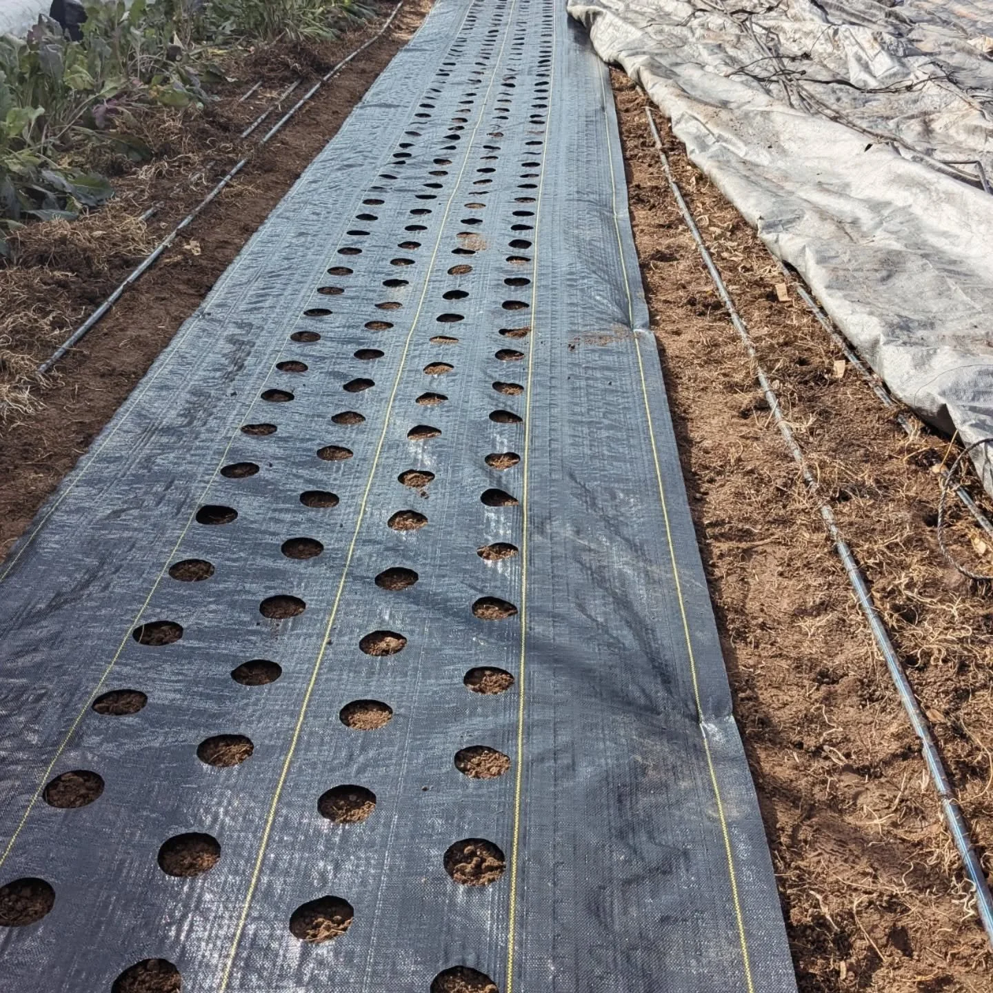 Prepping for garlic 🧄 this week + pulling as much from the field as possible before the lows hit 35&deg;. Tomorrow will be the second to last farmers market @larimercountyfm for 2025. It's been a good year. Grateful for all the rain we got 😊