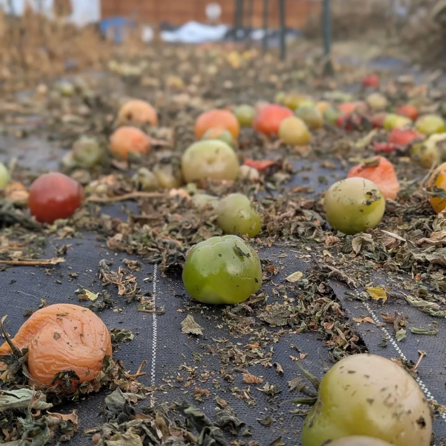 November at Little Sun Farm... Lots of future compost that just needs to be corralled somehow. Thankful for no wind days and good podcasts 😃